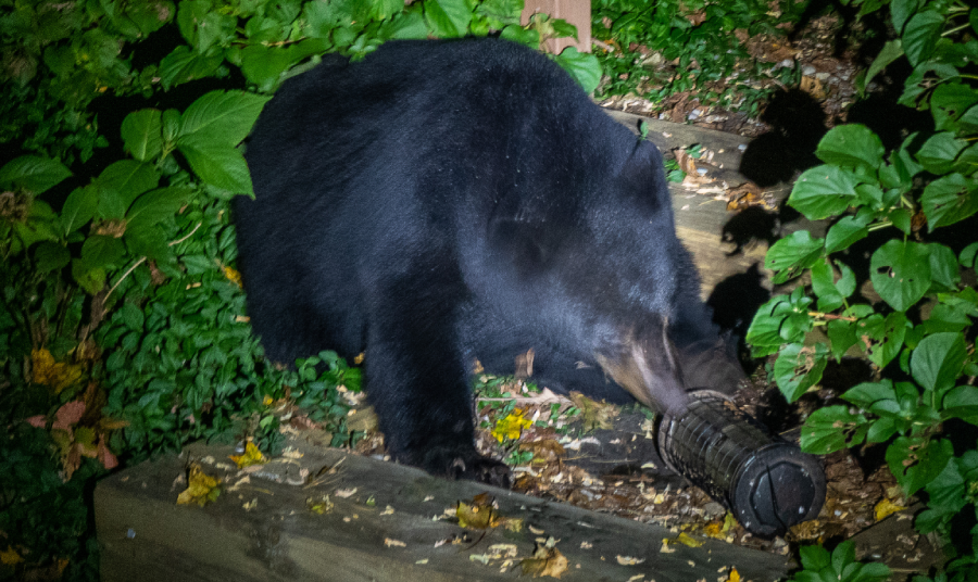 Do High Powered Flashlights Work on Predators?